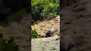 Epic shot on wild boar with snpier|Эпичный выстрел по кабану#WildBoar #Охота #SniperShot