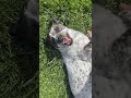 #disableddog #crazydog #doglife #dog