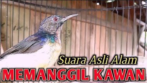 kolibri kelapa | manggar | wiceh | suara korlap asli alam liar cuitan memanggil kawan