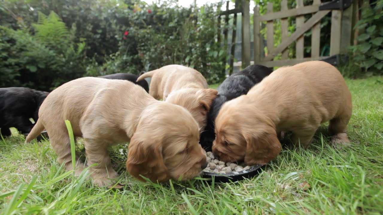 5 week old cocker spaniel puppies