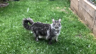 Maine coon sees snow for the first time