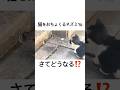 【猫をおちょくる鼠🐭】