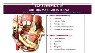Irrigacion e inervacion de cabeza y cuello ACIEMH ANDINA