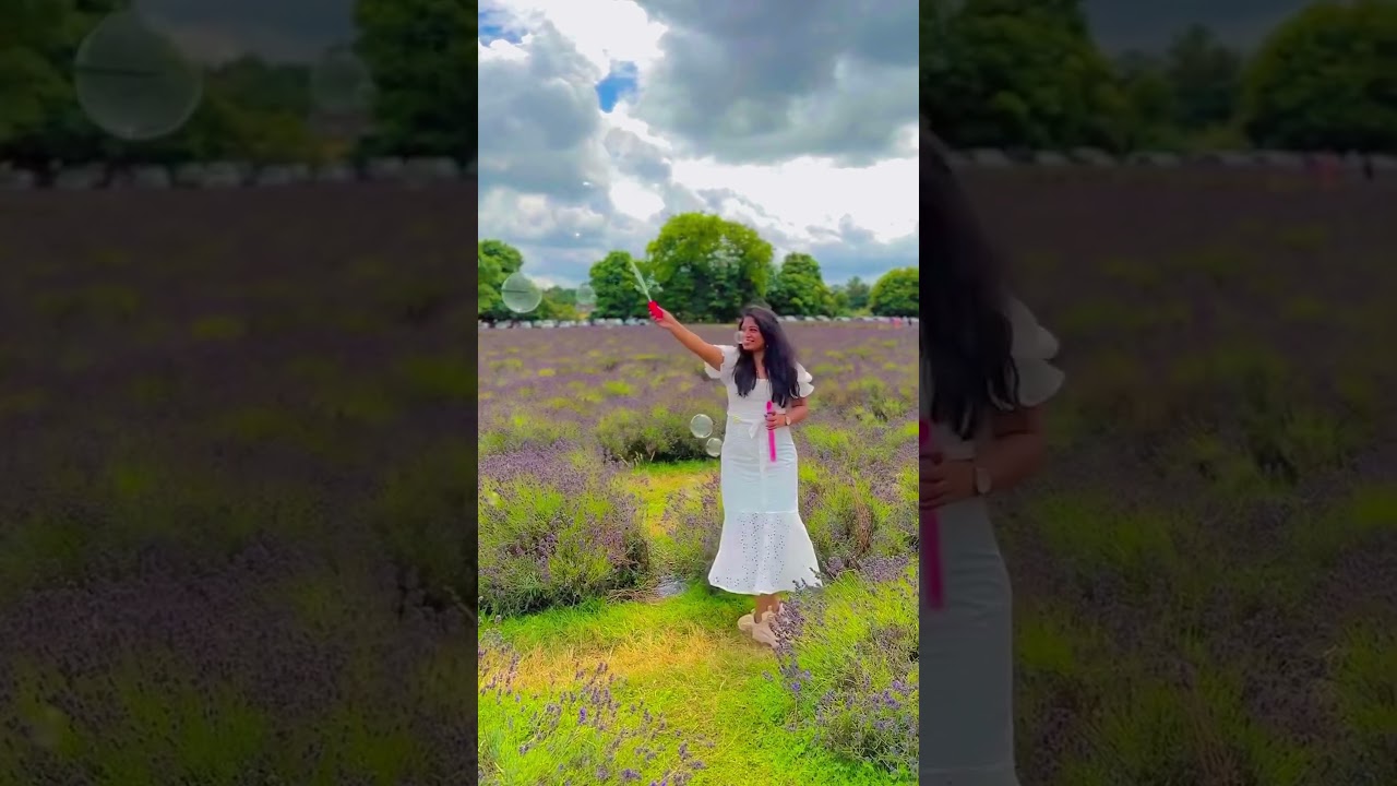 Mayfield lavender farm 