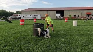 How to do an  dog agility barrel