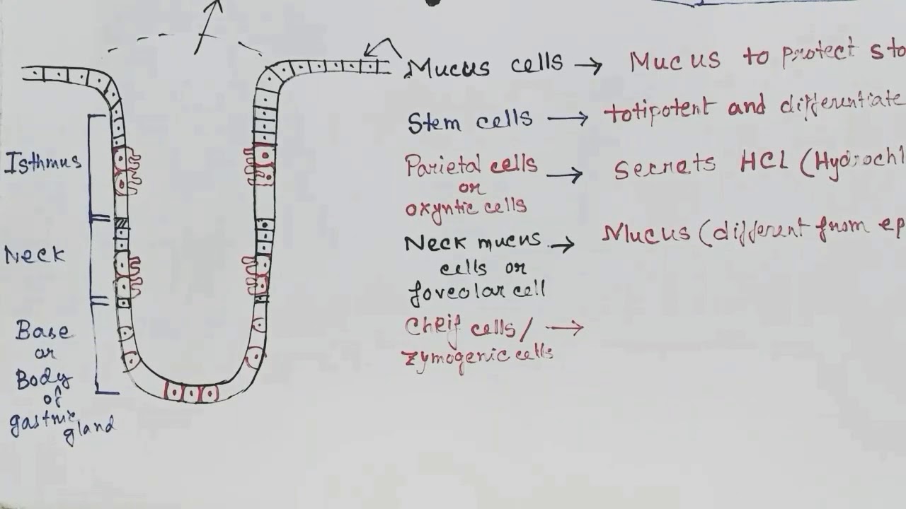 Гистология желудка
