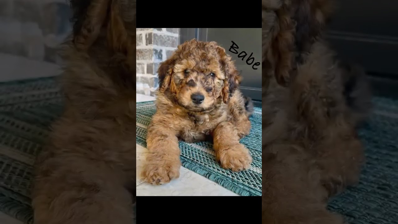 Pookie – Doodle Rock Rescue – Dallas TX