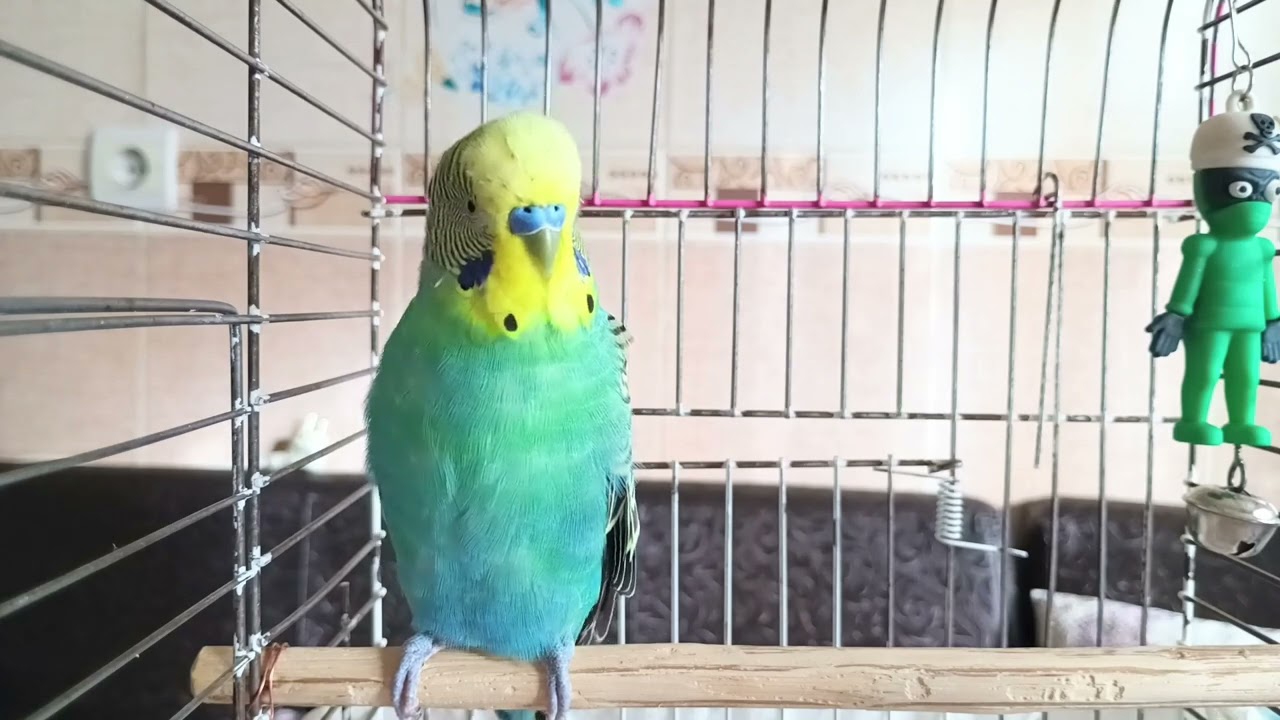 ÇILDIRACAK! Muhabbet Kuşunuz Bu Sesle Yeniden Doğacak - 🐦10 MİLYON DİNLENEN O SES
