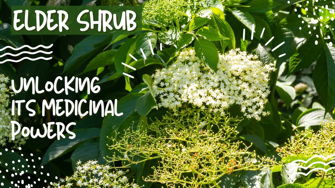 Elder Herb The Surprising Health Benefits Revealed YouTube
