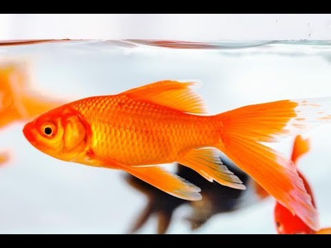 تصویری: ماهی قرمز در خمیر