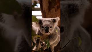 What Truly Makes a Koala So Remarkable?
