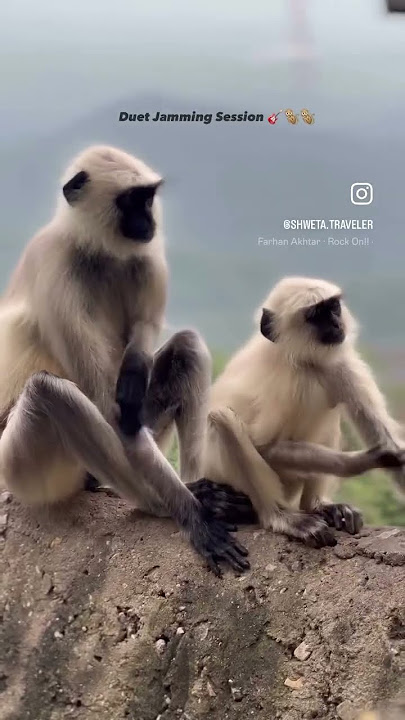 Duet jamming session 🎸 monkey edition 🙈 🤪