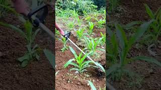 Weeding and loosening the soil for corn...#Record rural life#Weeding of corn#Hardworking r