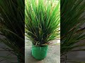 ଔଷଧ ଗଛର ପତ୍ର ଶରୀର ପାଇଁ ବହୁତ ଭଲ #medicinalplants #nirupamavlogs #shortvideo #viralshort