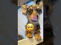 【犬と猫】兄弟が増えて可愛さ2倍どころか385億倍... #shorts