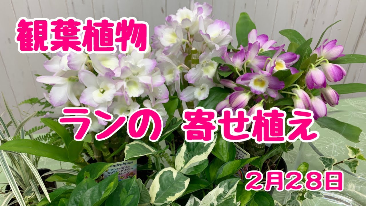 デンドロビウムと観葉の寄せ植え【プランツギャザリング】蛇口付きの