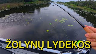 Gaudau Lydekas Žolyne. Rudenines Lydekos 2025 Dirbo Tik Vieno Gamintojo Masalai