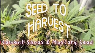 I Accidentally Created a New Strain on My First Grow! (Seed to Harvest Documentary)