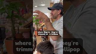 The secret to a fuller tree |Darrell Smith