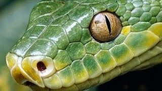 Tailors War Battle In Sewing Funny Video