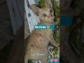Playful Muffin’s Cute Hide & Seek 😻🐾#catshorts #funny #shortsfeed #viral