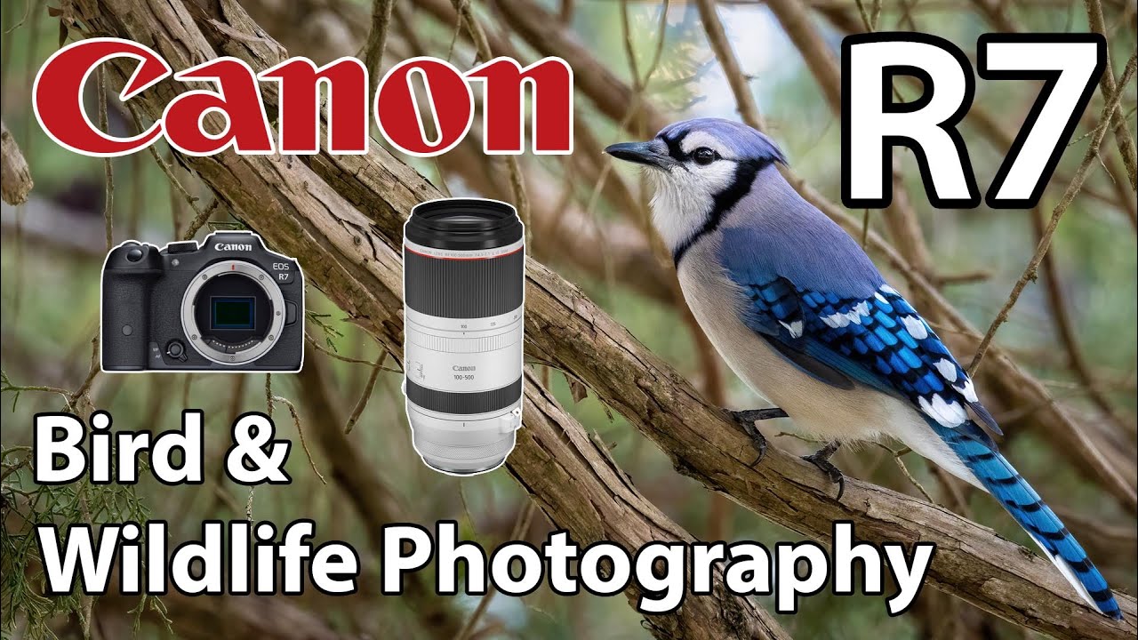 Canon R7 Bird Wildlife Photography RF 100 500 Lens YouTube Canon R7 Bird Wildlife Photography RF 100 500 Lens YouTube