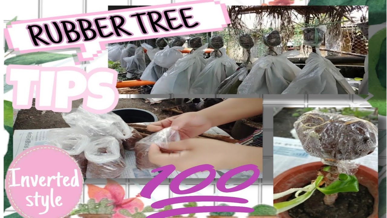 Secret Method of Propagating Rubber Tree from Cuttings (3 Methods)