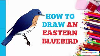 How to Draw an Eastern Bluebird in a Few Easy Steps: Drawing Tutorial for Beginner Artists