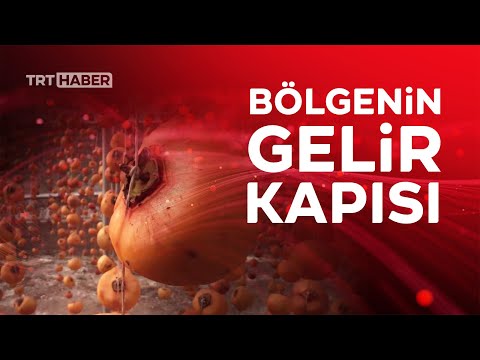 Bilecik'te cennet hurması bölgenin gelir kapısı oldu