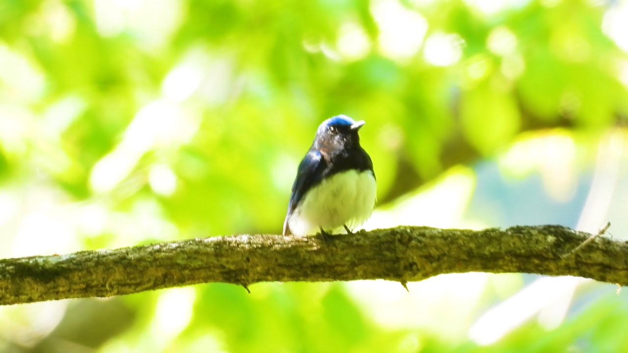 オオルリ（Blue-and-white Flycatcher）／撮影地：サントリー