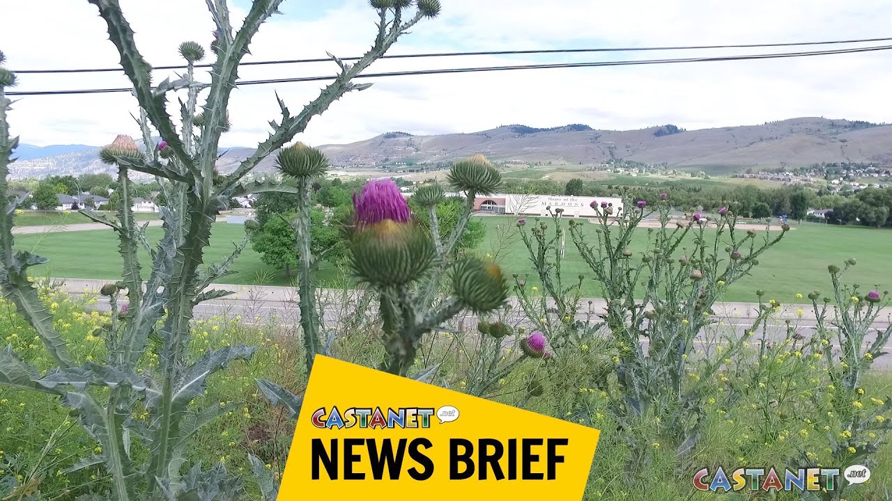 Scotch thistle invasion