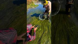 best fishing video, fish catching, Fish Hunting, fish videos#video #shorts #fishing