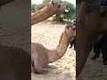 Camel Mating Process Short Shorts Shortfeed Shortsfeed Viral Trending Desert Youtubeshorts Camel Mating Process Short Shorts Shortfeed Shortsfeed Viral Trending Desert Youtubeshorts