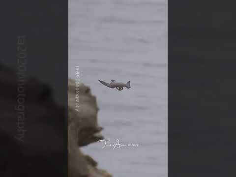 Fearless Peregrine Falcon (The fastest being on Earth when diving)