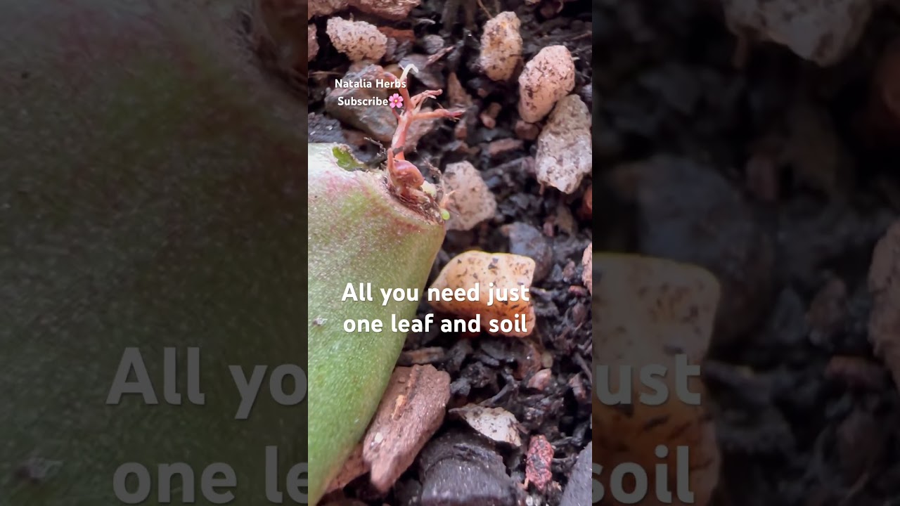 #ДЕНЕЖНОЕДЕРЕВО