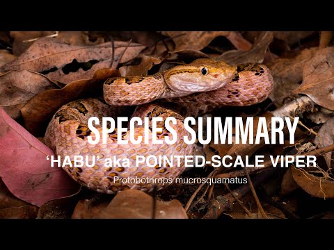 Species Summary   Habu   Pointed scale Pit Viper   4K