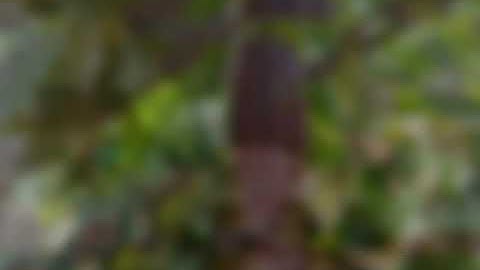 Peluncuran Teaching industry kakao UGM