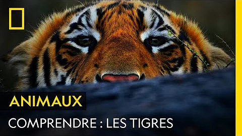 Quels sont les tigres asiatiques ?