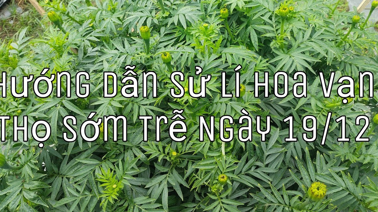 Hướng Dẫn Sử Lí Hoa Vạn Thọ Sớm Trễ Ngày 19/12