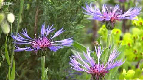 Annie Godfrey Chelsea Flower Show 2016