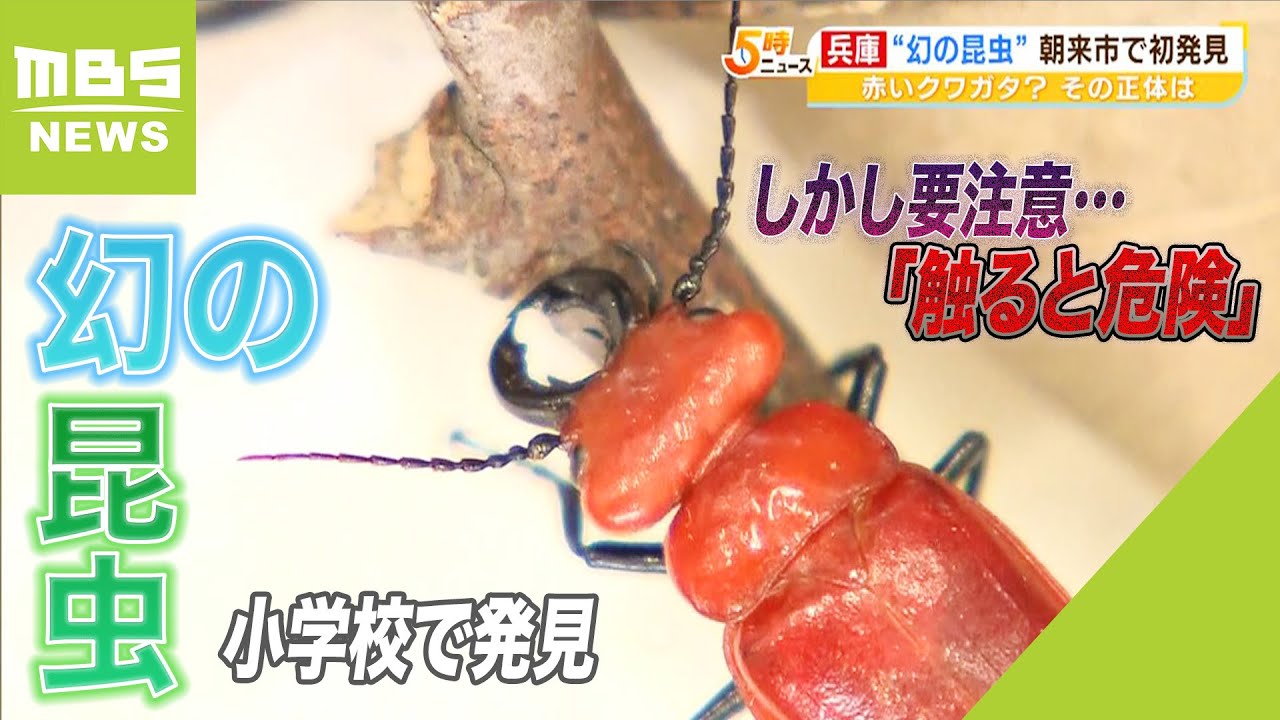 幻の昆虫』小学校で発見…しかし要注意「触ると危険」準絶滅危惧種に