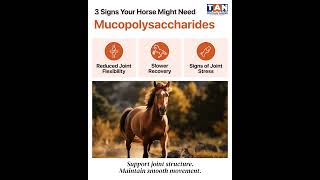 Support Equine Joint Health with Mucopolysaccharides