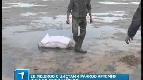 20 мешков с цистами рачков артемия изъяли полицейские в Кокшетау