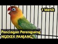 pancingan lovebird ngekek 1 menit | masteran lb ngekek panjang 2 jam full