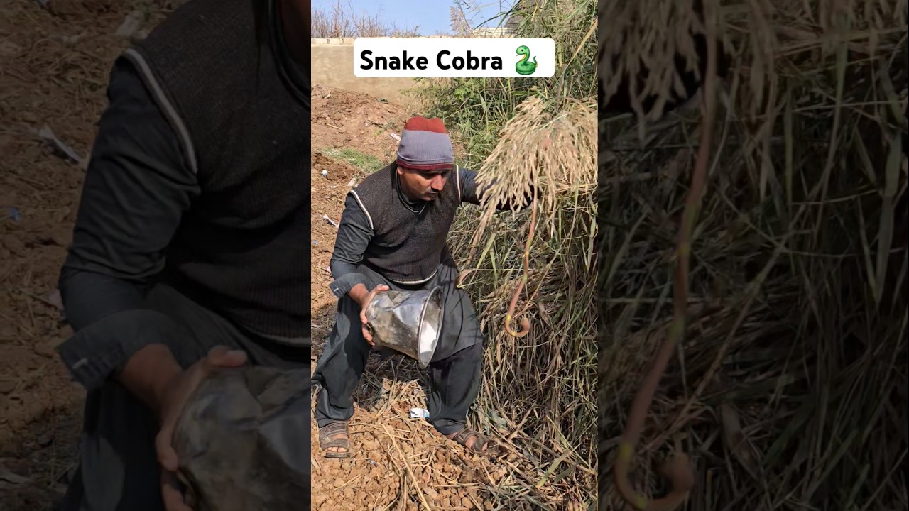 Hunting for snake 🐍 