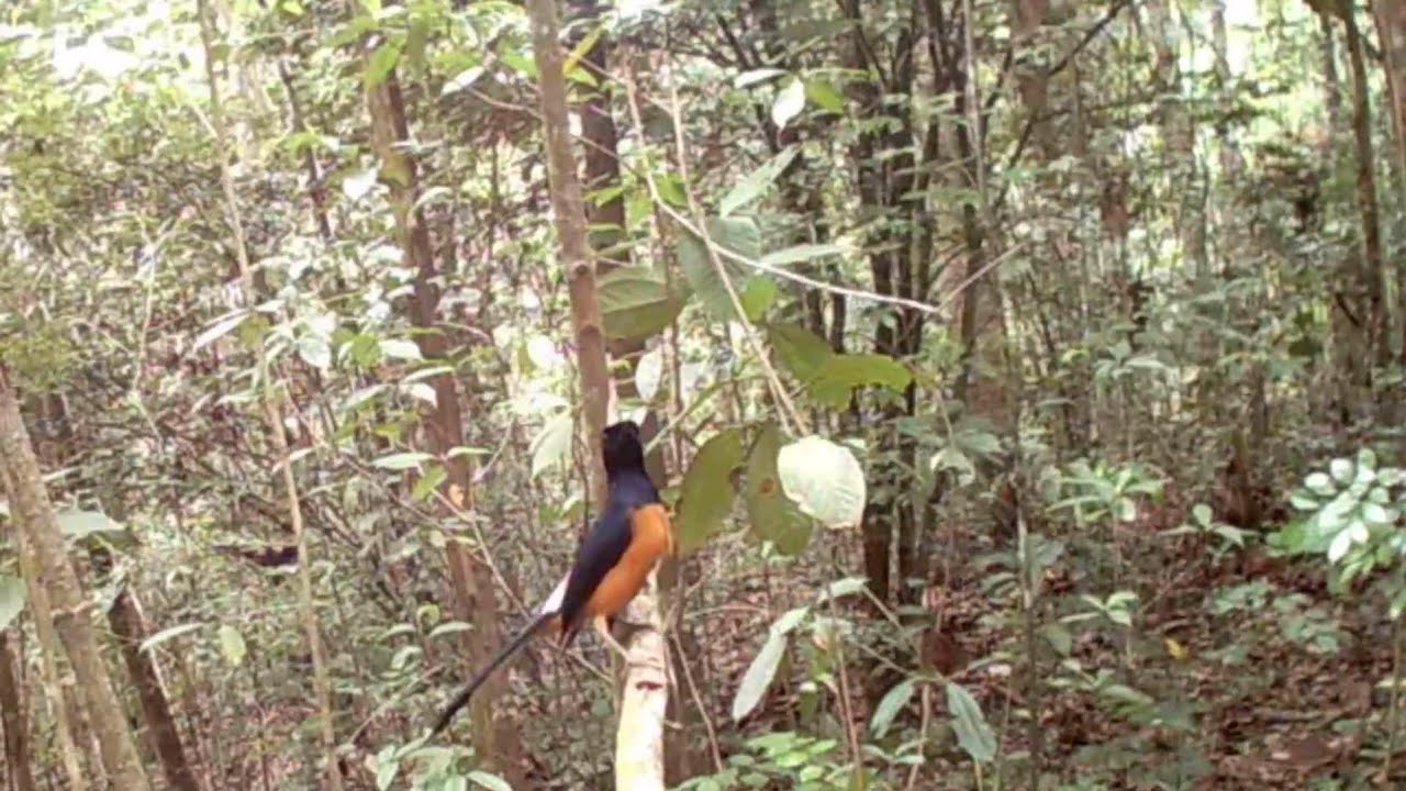 LAMA TIDAK MIKAT MURAI BATU ,,SEKALI MIKAT TERNYATA TIDAK LAMA POINYA