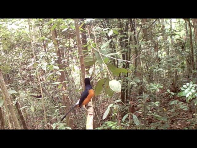 LAMA TIDAK MIKAT MURAI BATU ,,SEKALI MIKAT TERNYATA TIDAK LAMA POINYA class=