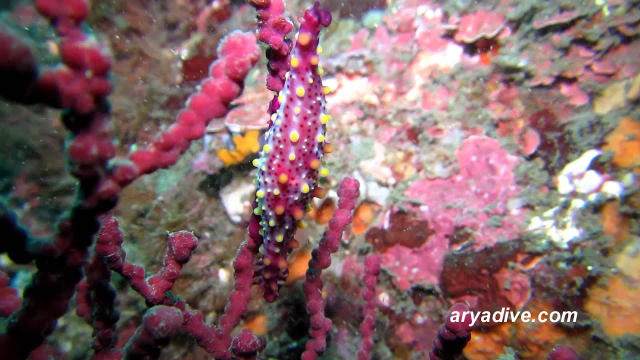 고둥류 미기록종??(Phenacovolva rosea)~Rosy spindle cowry