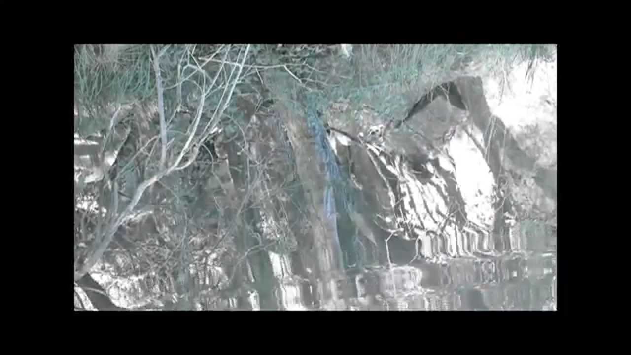 The Tree Mirror (Bio-Heritage)