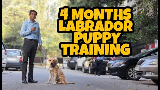 4 MONTH LABRADOR PUPPY TRAINING || MUKUL ARYA DOG TRAINER || .